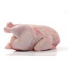 Gallina