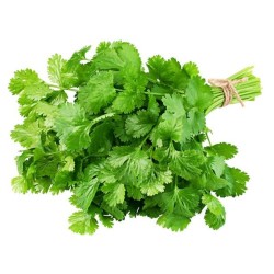Cilantro Empacado