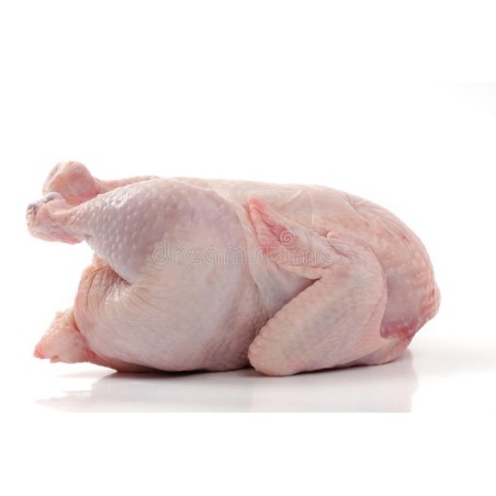 Gallina