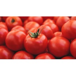 Tomates por kilo